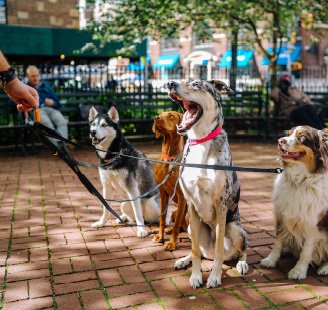 Dogs in park